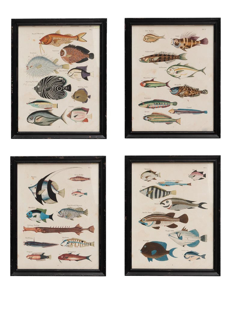 S/4 multicolor fish frames Louis Renard