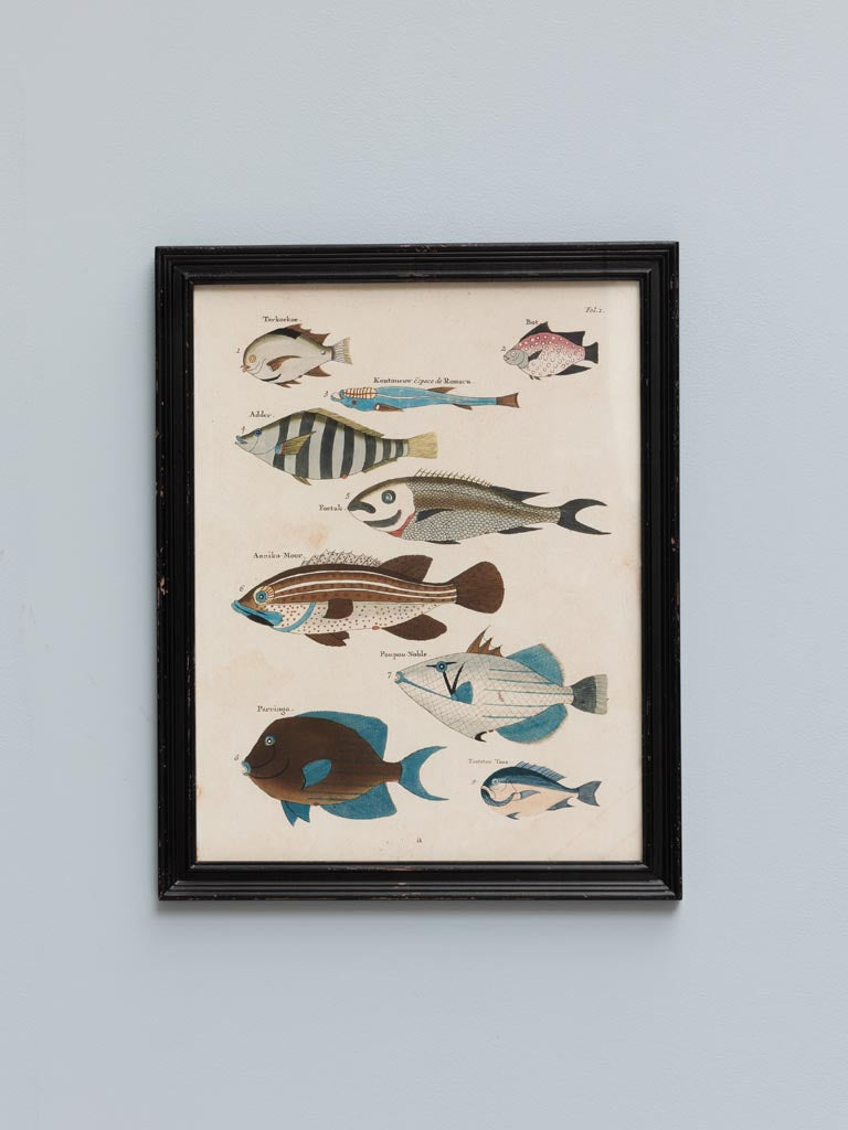 S/4 multicolor fish frames Louis Renard