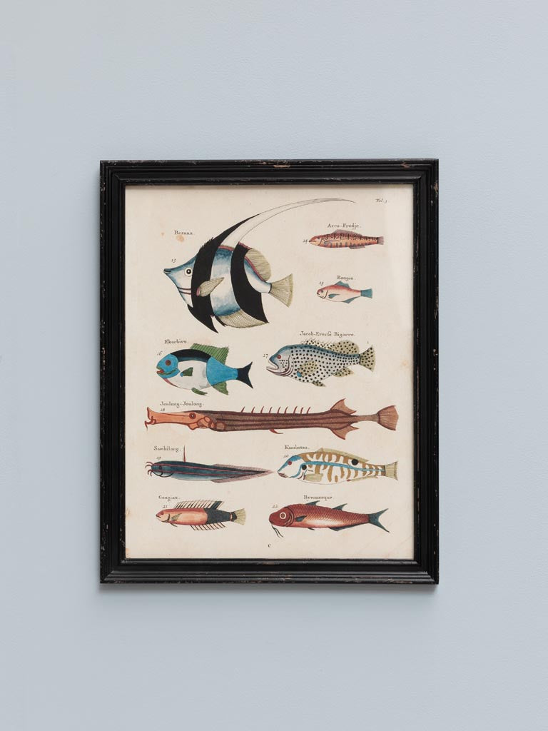 S/4 multicolor fish frames Louis Renard