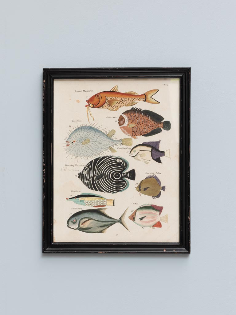 S/4 multicolor fish frames Louis Renard