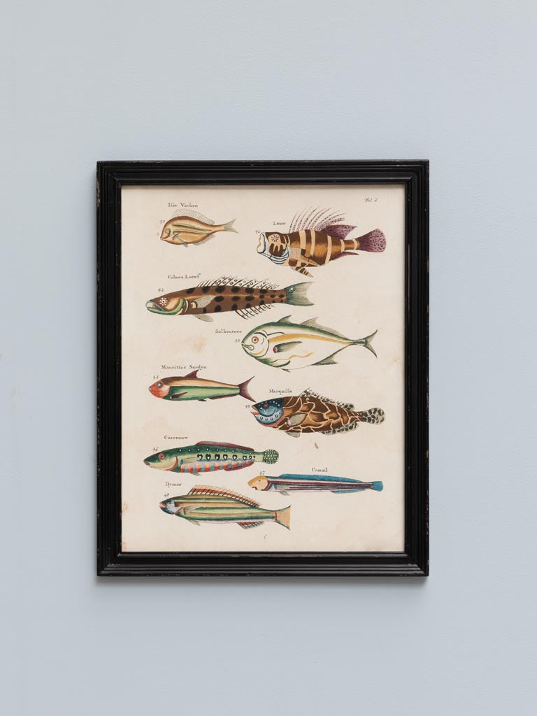 S/4 multicolor fish frames Louis Renard